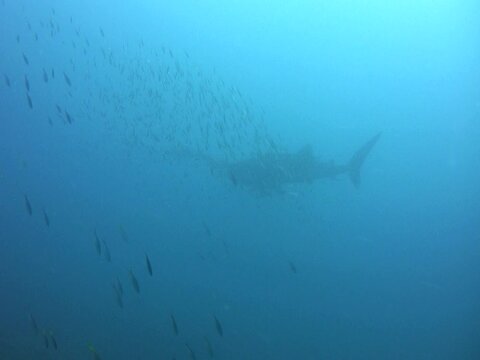 Whaleshark (Rhincodon typus) with divers