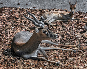 Persian goitered gazelle male on the ground. Latin name - Gazella subgutturosa	