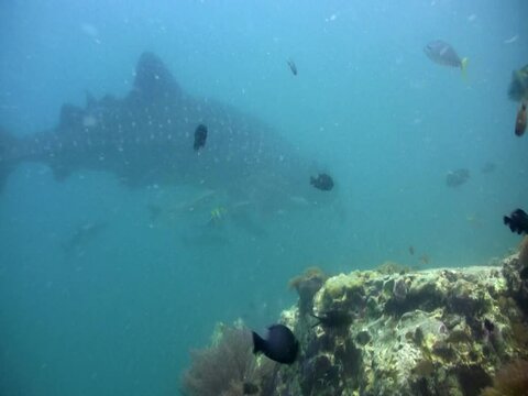 Whaleshark (Rhincodon typus) swimming close to reef