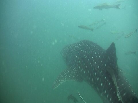 Whaleshark (Rhincodon typus) swimming from above