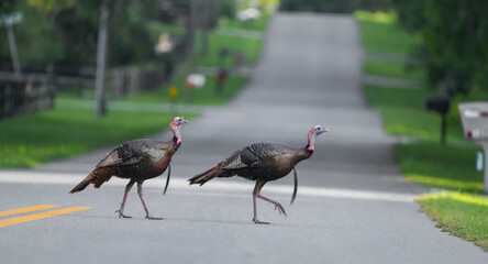 Adult wild turkey crossing road in residential area.  Osceola Wild Turkey - Meleagris gallopavo osceola - obrazy, fototapety, plakaty