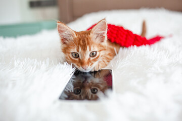 Obraz premium The ginger kitten lies in the white blanket and look to the phone