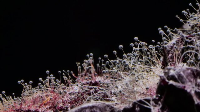 Mold growth on black background