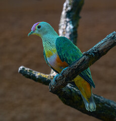 Obraz premium Rose-crowned fruit pigeon (Ptilinopus regina), lives in rainforest, monsoon forest, Southern Queensland, Australia.