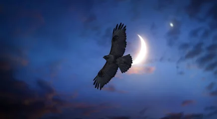 Zelfklevend Fotobehang eagle flying in the blue moon night sky © Njay