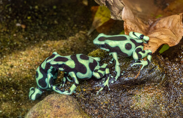 Green & Black Poison Dart Frog, Dendrobates auratus. Its bright aposematic coloration warns predators that it is poison and serves as a defense..
