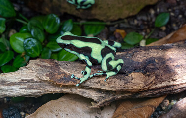 Green & Black Poison Dart Frog, Dendrobates auratus. Its bright aposematic coloration warns predators that it is poison and serves as a defense..
