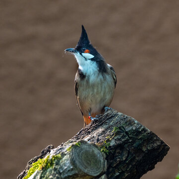 Red-whiskered Bulbul (Pycnonotus jocosus) adult, perched on tree