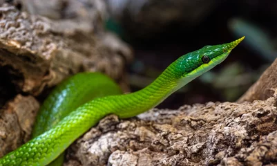 Poster Vietnamese long-nosed snake (Gonyosoma boulengeri) on a branch, captive, Germany. © karlo54