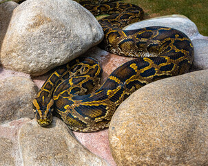 Close up of a burmese python on ground. It is native to a large area of Southeast Asia.