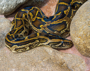 Close up of a burmese python on ground. It is native to a large area of Southeast Asia.