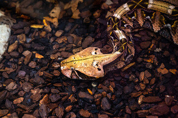 Gaboon viper or Western gaboon viper (Bitis gabonica), Viperidae.