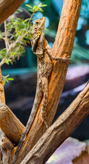 Frilled neck lizard (Chlamydosaurus kingii) on a tree branch.