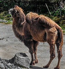 Roaring bactrian camel. Latin name - Camelus bactrianus	