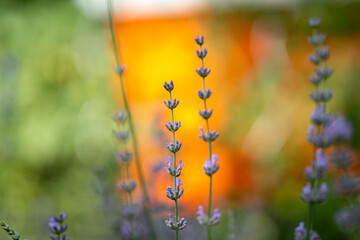 Echter Lavendel, Lavandula angustifolia, Lavendelfelder, Frankreich, Provence 