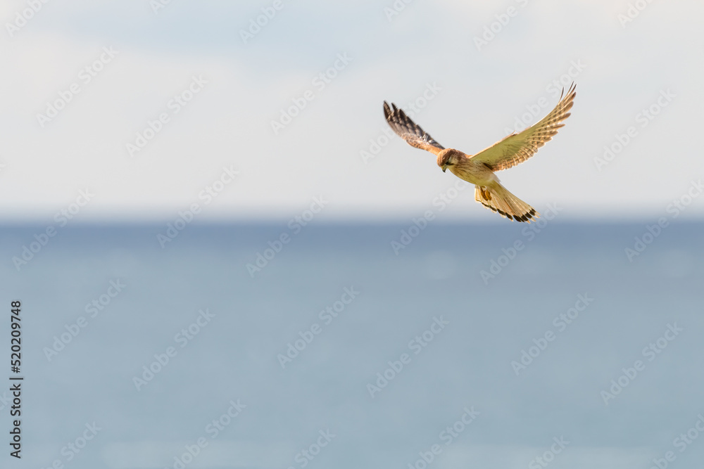 Wall mural Nankeen kestrel (Falco cenchroides) hovers over the ocean, NSW coast, Australia