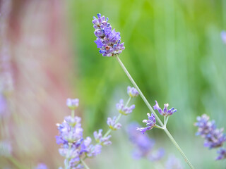 Echter Lavendel, Lavandula angustifolia, Lavendelfelder, Frankreich, Provence 