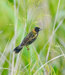 Male bobolink - Dolichonyx oryzivorus - perched on rice grass