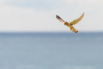 Fototapeta na wymiar Nankeen kestrel (Falco cenchroides) hovers over the ocean, NSW coast, Australia