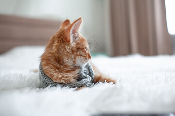 A little ginger kitten dressed a sweate lies on a white blanket. - Powered by Adobe