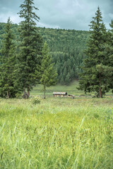 Abandoned wooden house in a green clearing among large fir trees in the foreground. Beautiful mountain summer landscape