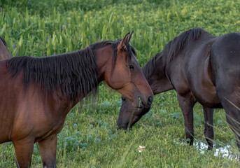 Wild horses of Paynes Prairie in Gainesville , Florida U.S.A.
