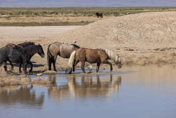 Naklejka na ściany i meble Wild Horses at a Desert Waterhole in Utah