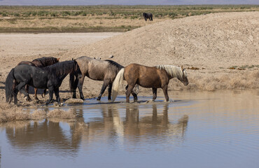 Obraz na płótnie Canvas Wild Horses at a Desert Waterhole in Utah