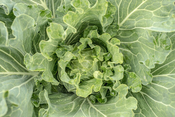 Fresh cabbage in the garden close up