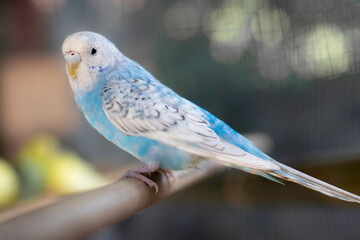 happy handsome blue and white budgie sits on a wooden stick.blur background