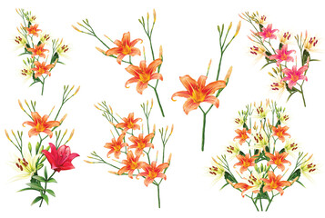 Fototapeta na wymiar orange lily flowers, krin, daylily illustration set
