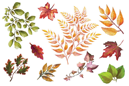 pattern autumn dried leaves boho illustration background