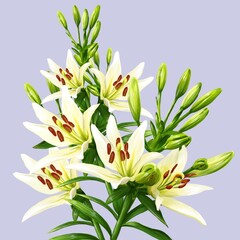 bouquet of white lily flowers, daylily illustration