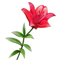 red lily flower illustration