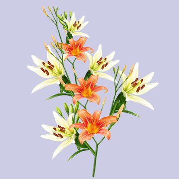 bouquet of white and orange lily flowers, daylily illustration