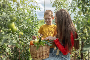 Mom and son harvest ripe tomatoes in a basket in the greenhouse. Healthy organic products grown in your garden