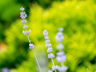 Echter Lavendel, Lavandula angustifolia, Lavendelfelder, Frankreich, Provence 