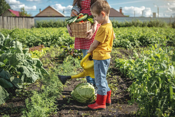 Son and mother in the green garden carefully water the beds on a sunny summer day. Organic products grown in your garden