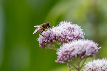 Bee on purple flower