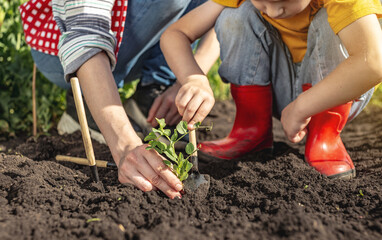 Fototapeta premium Son and mother are transplanting seedlings into the garden and prepare the soil. Caring work in garden with children.
