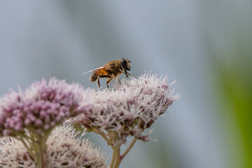 Bee on flower