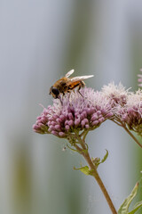 Bee on flower
