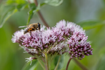Bee on flower