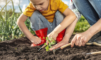 Son and mother are transplanting seedlings into the garden and prepare the soil. Caring work in garden with children.