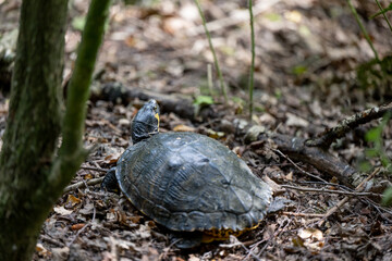 Turtle in the wood