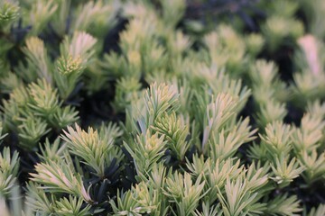 Closeup of a green pine tree bush.