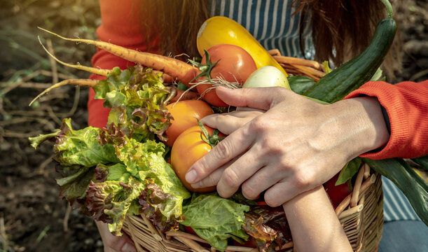 A child's hand puts a tomato in a basket with collected vegetables in the garden. Healthy organic products