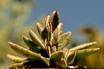 Naklejka na ściany i meble close up succulent