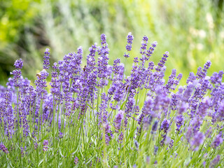 Echter Lavendel, Lavandula angustifolia, Lavendelfelder, Frankreich, Provence 