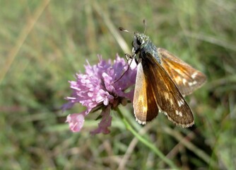 Papillon, Virgule, Comma, Silver spotted Skipper, Hesperia comma on a Scabious wildflower